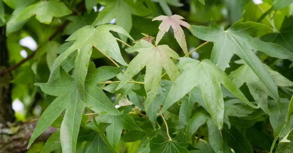 Hängender Amberbaum 'Pendula' Pflanze, Pflege & Tipps Floragard