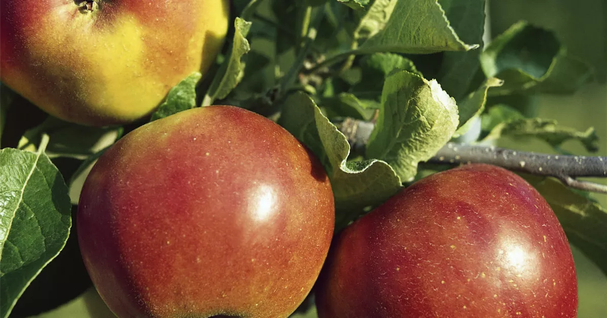 Apfel 'Akane' Pflanze, Pflege & Tipps Floragard