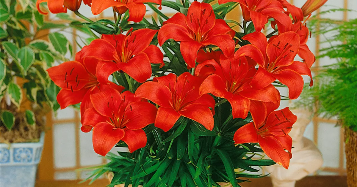 Asiatische Lilie 'Crimson Pixie' Pflanze, Pflege & Tipps Floragard