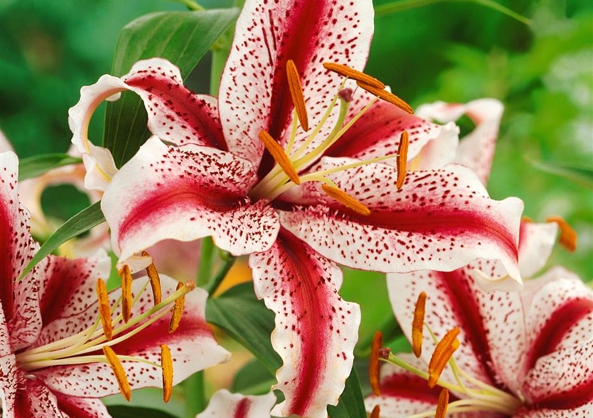 Orientalische Lilie 'Dizzy' Floragard Pflanzeninfothek