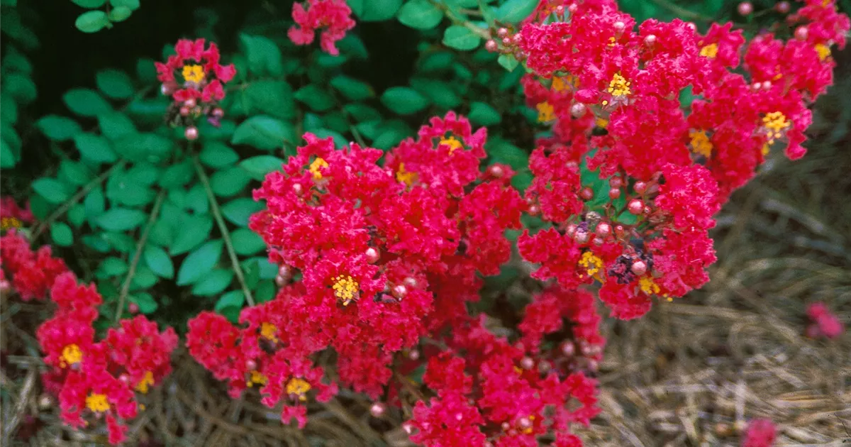 KreppMyrte 'Arapaho' Pflanze, Pflege & Tipps Floragard