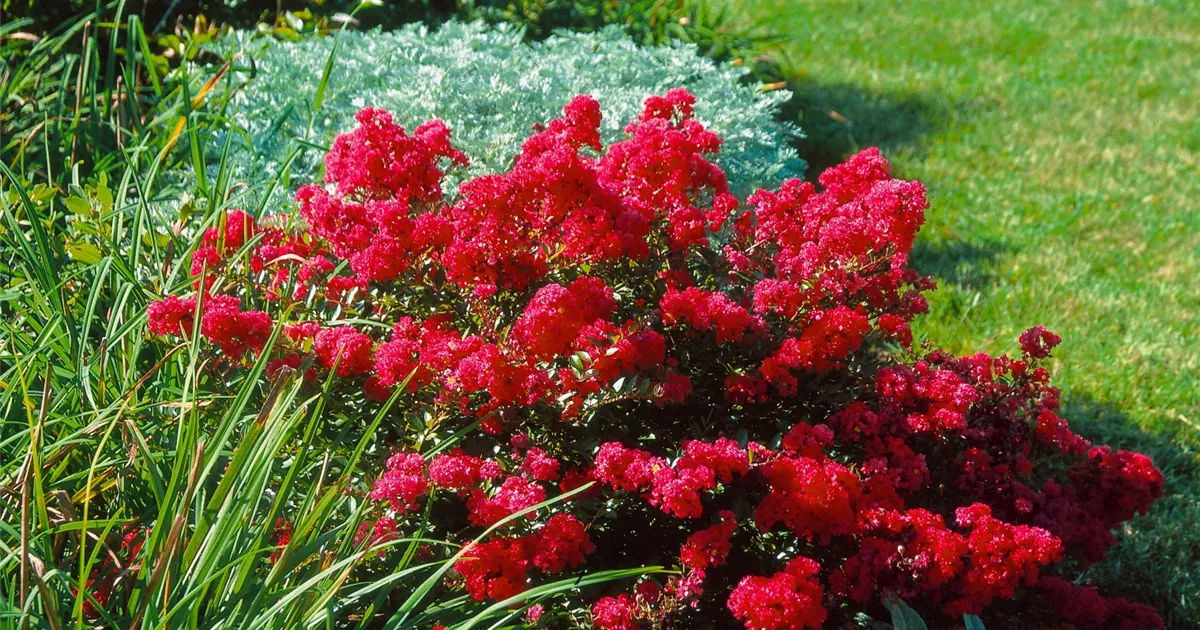 KreppMyrte Pflanze, Pflege & Tipps Floragard