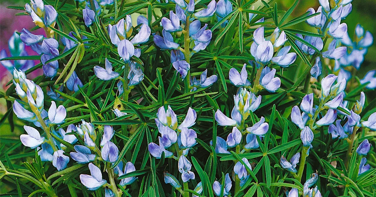 Blaue Lupine Pflanze, Pflege & Tipps Floragard