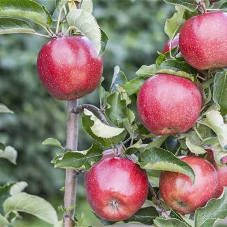 Apfel 'Red Prince'®