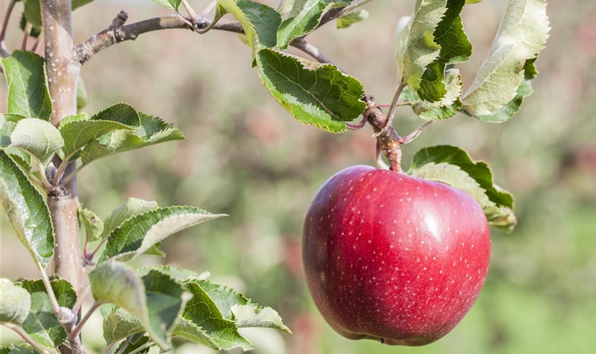 Apfel 'Red Prince'® Floragard Pflanzeninfothek