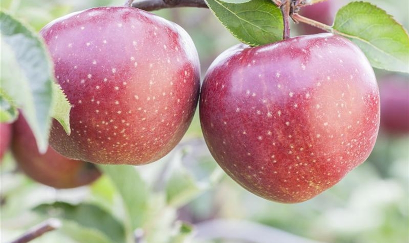 Apfel 'Red Prince'® Floragard Pflanzeninfothek