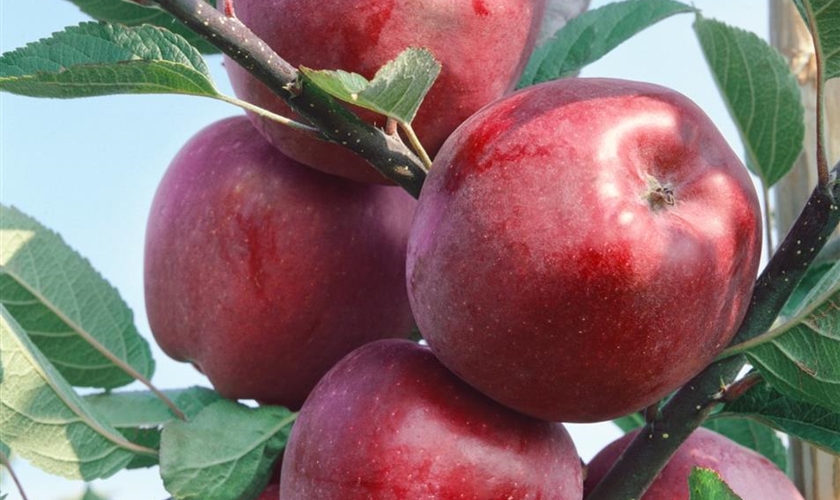 Apfel 'Red Prince'® Floragard Pflanzeninfothek