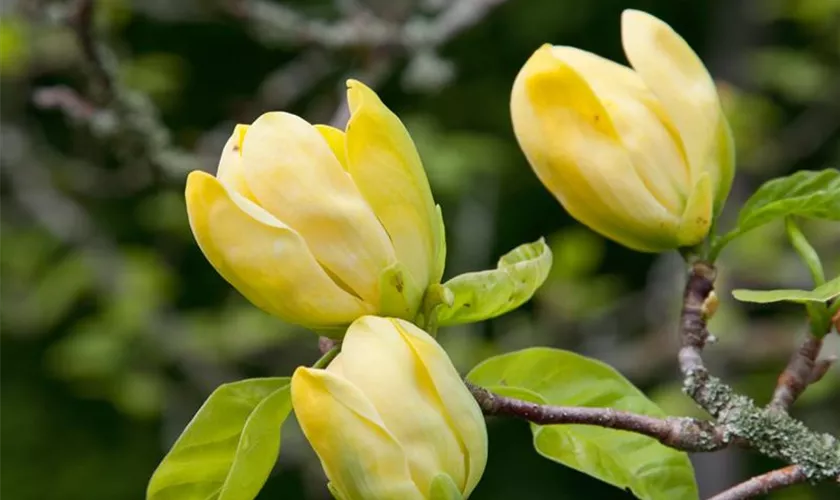 Magnolie 'Honey Tulip'