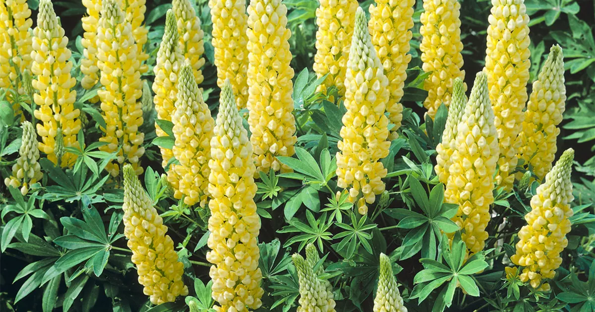 GartenLupine 'Desert Sun'® Pflanze, Pflege & Tipps Floragard