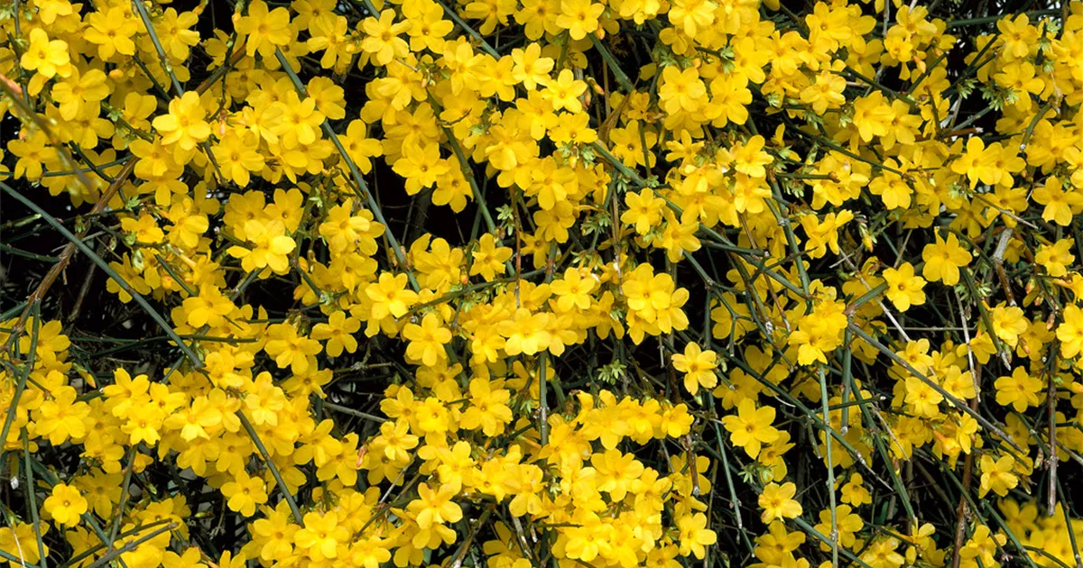 Echter WinterJasmin Pflanze, Pflege & Tipps Floragard