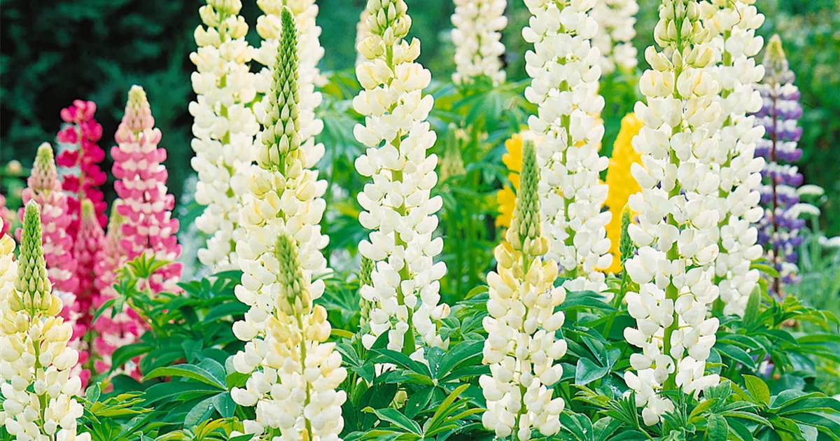 GartenLupine 'Fräulein' Pflanze, Pflege & Tipps Floragard