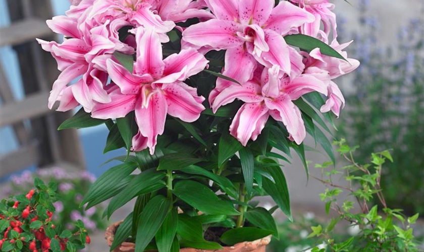 Orientalische Lilie 'Roselily'® Floragard Pflanzeninfothek