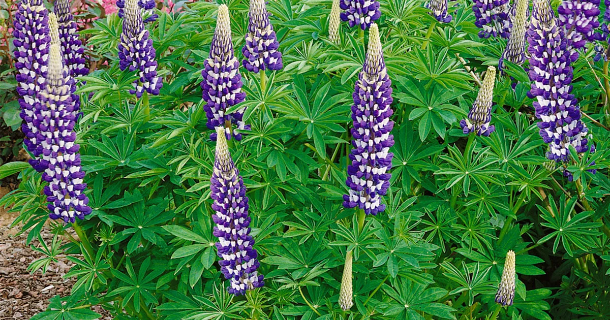 GartenLupine 'Kastellan' Pflanze, Pflege & Tipps Floragard