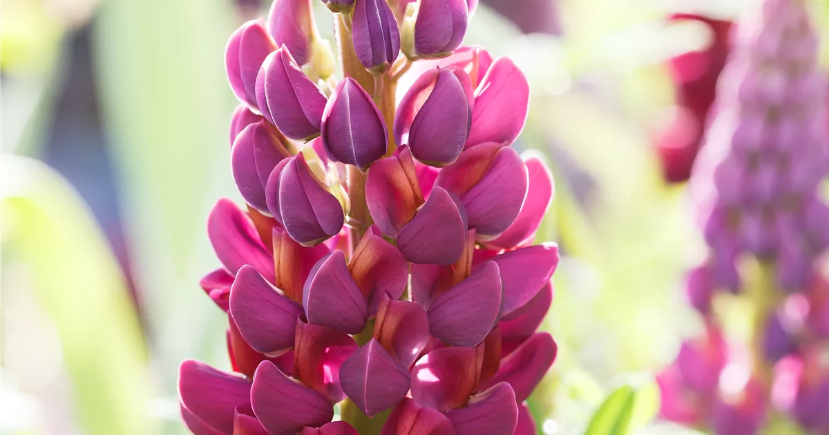 GartenLupine 'Master Piece'® Pflanze, Pflege & Tipps Floragard