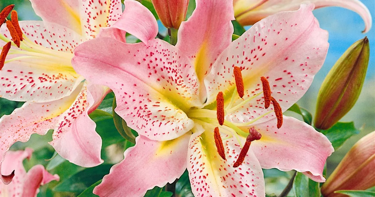 Orientalische Lilie 'Le Reve' Pflanze, Pflege & Tipps Floragard