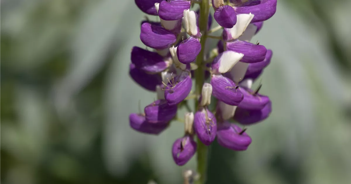 GartenLupine 'Russel' Pflanze, Pflege & Tipps Floragard