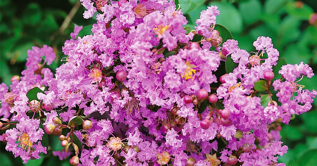 KreppMyrte 'Zuni' Pflanze, Pflege & Tipps Floragard