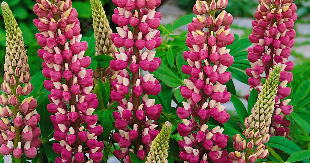 GartenLupine 'Tequila Flame'® Pflanze, Pflege & Tipps Floragard