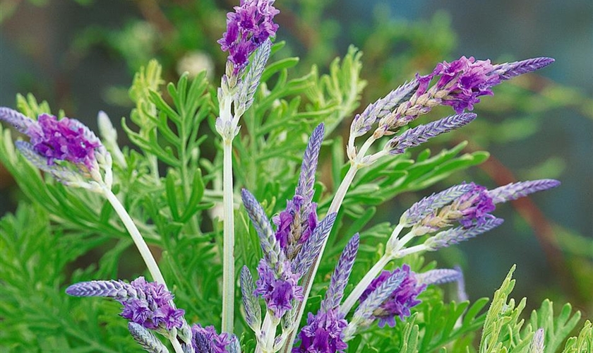 Kanarischer Lavendel Floragard Pflanzeninfothek