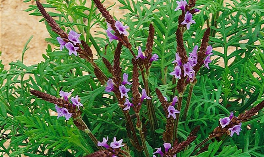Kanarischer Lavendel Floragard Pflanzeninfothek