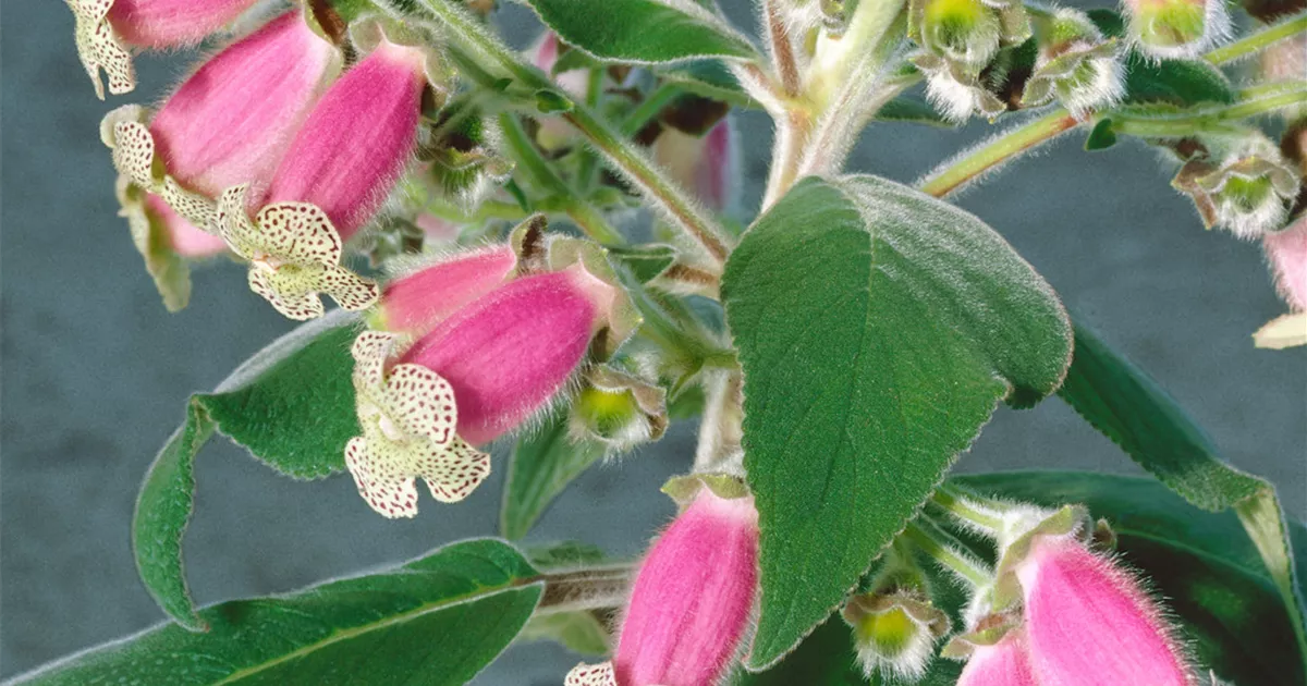 Kohlerie Pflanze, Pflege & Tipps Floragard