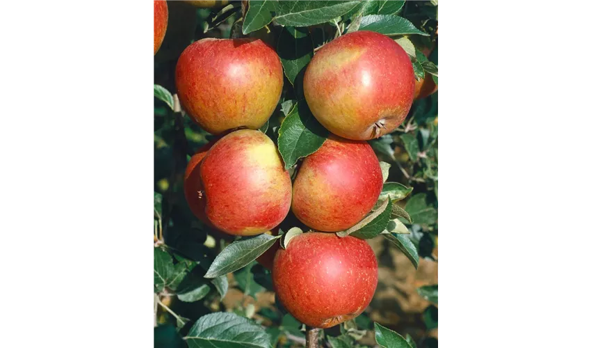 Apfel 'Roter Cox Orange' Pflanze, Pflege & Tipps ▷ Floragard
