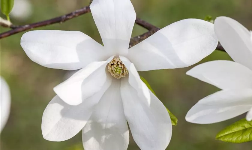 Magnolia kobus Pflanze, Pflege & Tipps Floragard