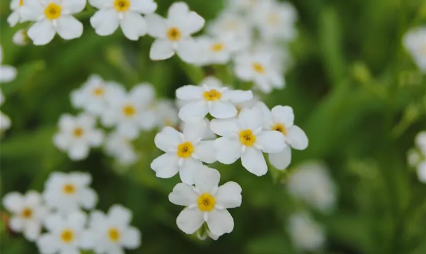 Myosotis Scorpioides Alba Floragard Pflanzeninfothek