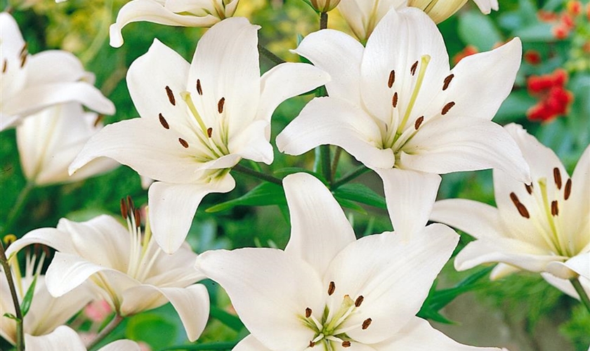Asiatische Lilie 'Navona' Floragard Pflanzeninfothek