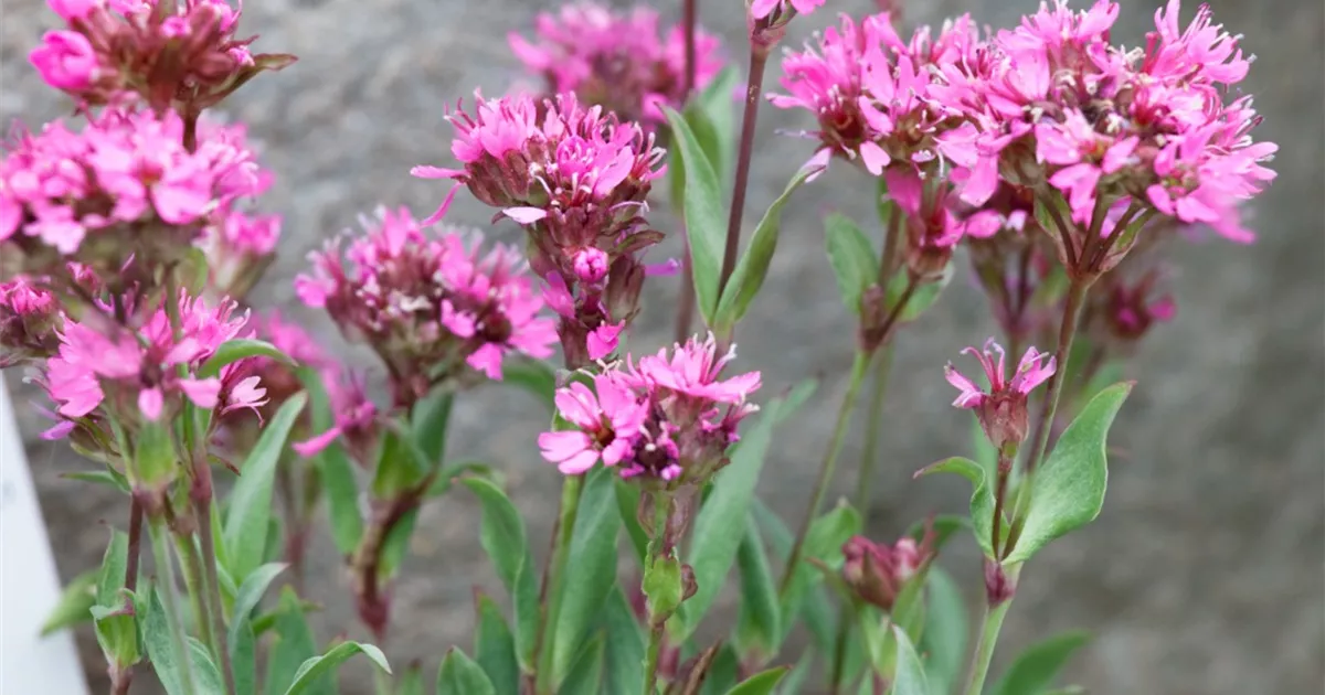 Lychnis alpina Pflanze, Pflege & Tipps Floragard