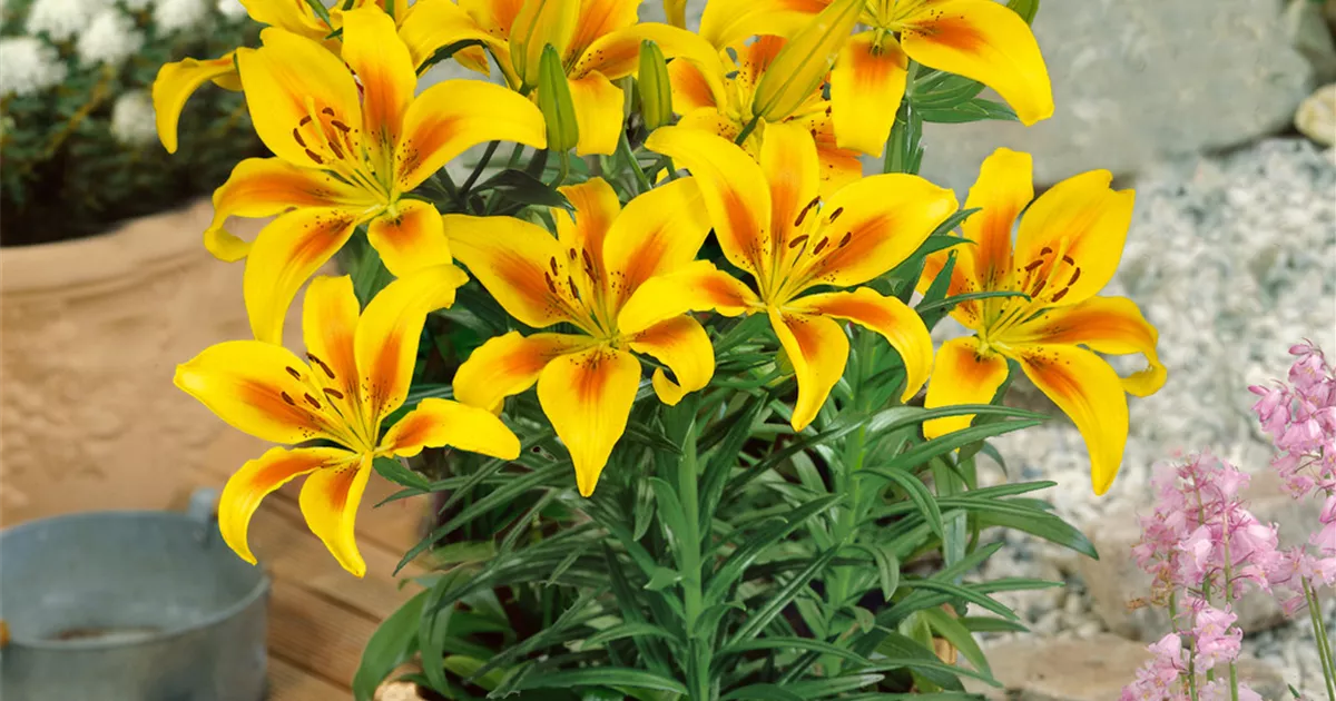 Asiatische Lilie 'Painted Pixie' Pflanze, Pflege & Tipps Floragard