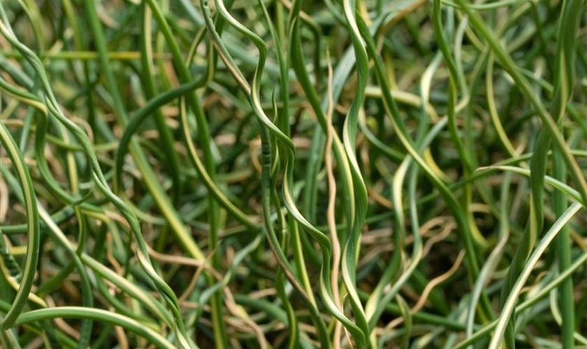 FlatterBinse Floragard Pflanzeninfothek