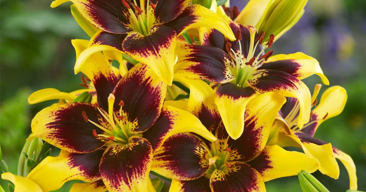 Asiatische Lilie 'Pieton' Pflanze, Pflege & Tipps Floragard
