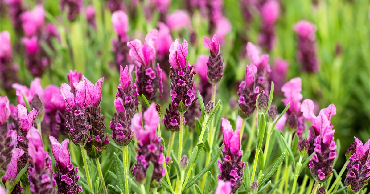 GartenSchopfLavendel 'Papillon' Pflanze, Pflege & Tipps Floragard