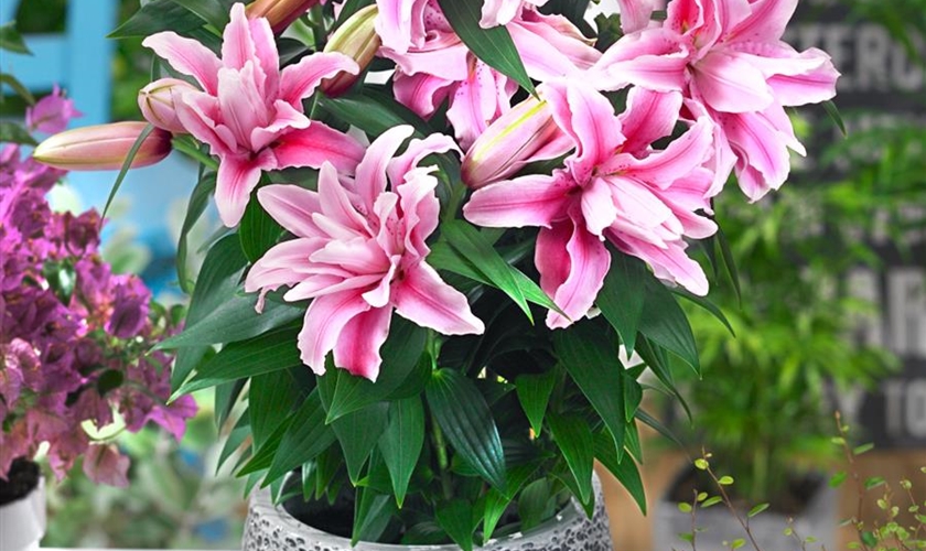 Orientalische Lilie 'Roselily'® Floragard Pflanzeninfothek