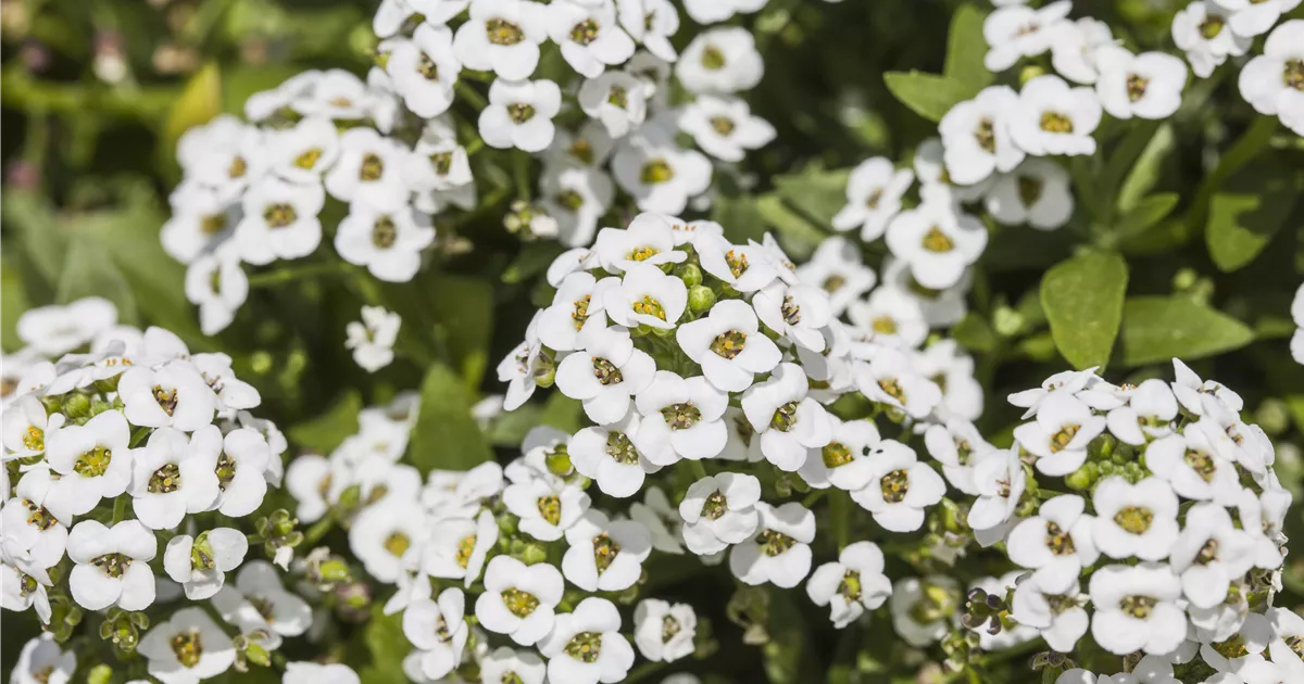 Duftsteinrich 'Clear Crystal White' Pflanze, Pflege & Tipps Floragard