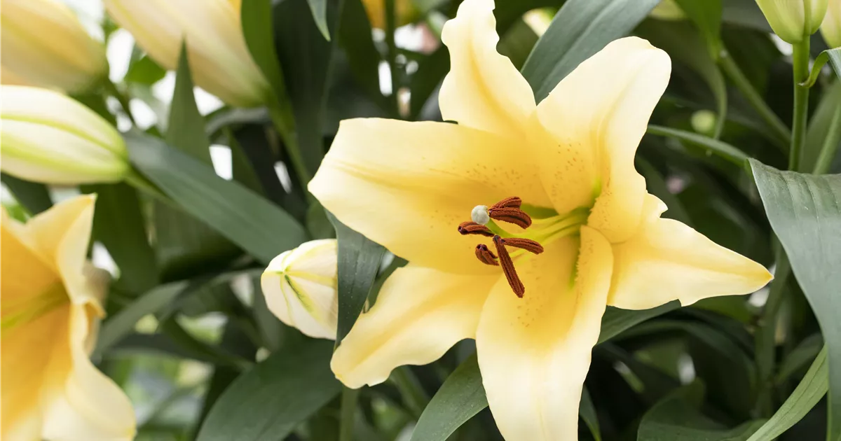 Orientalische Lilie 'Solange' Pflanze, Pflege & Tipps Floragard