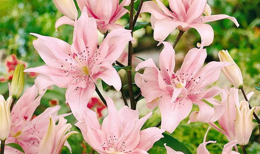 Lilium 'Spring Pink'