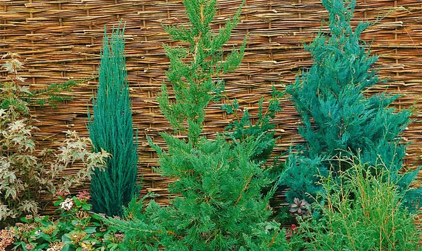 Juniperus chinensis 'Olympia'