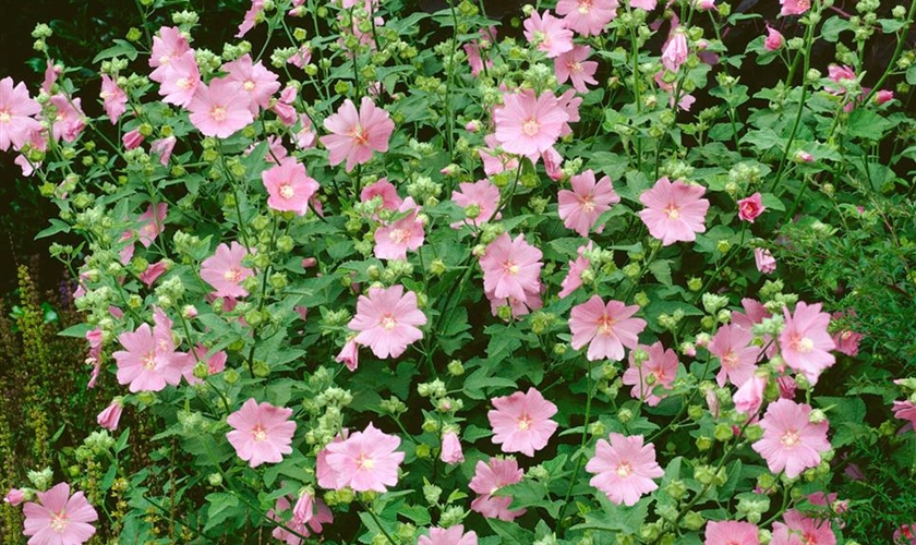 GartenBuschMalve �Rosea� Floragard Pflanzeninfothek