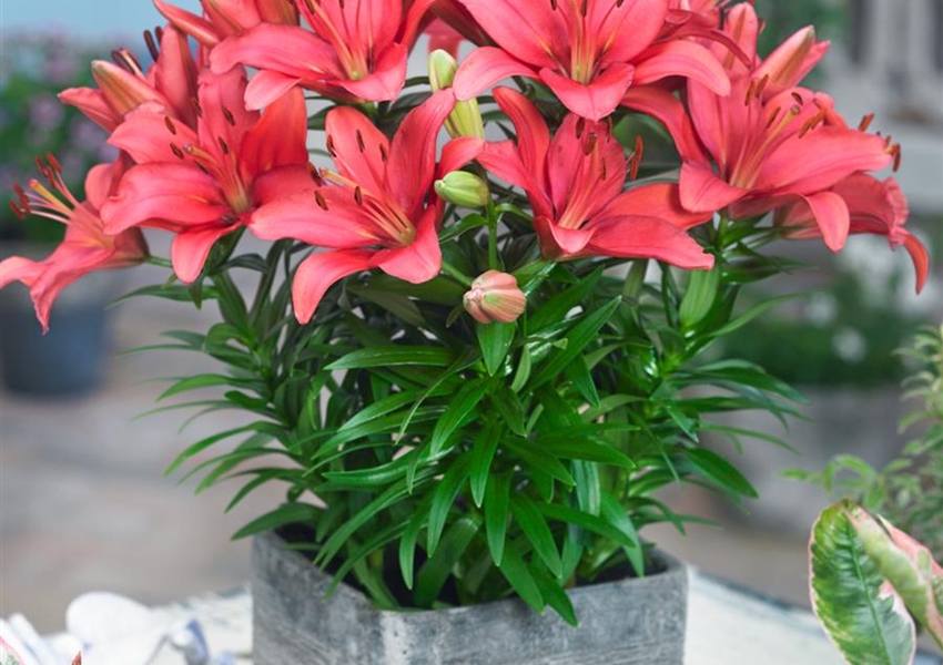 Asiatische Lilie 'Tiny Pearl' Floragard Pflanzeninfothek