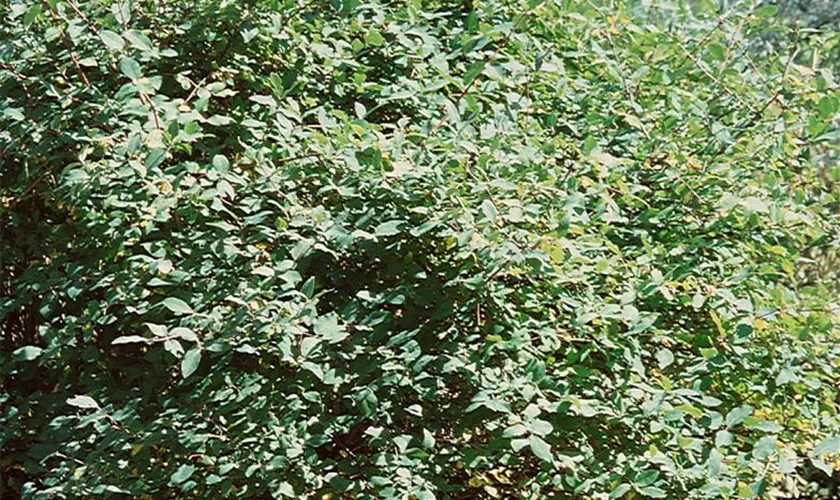 Lonicera caerulea var. kamtschatica 'Amur'(s)