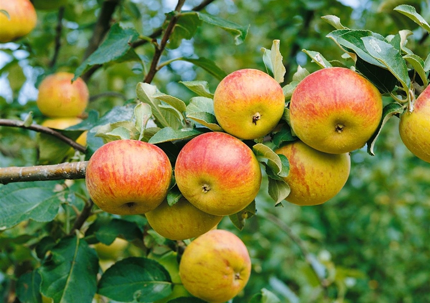 Apfel 'Welschisner' - Floragard Pflanzeninfothek