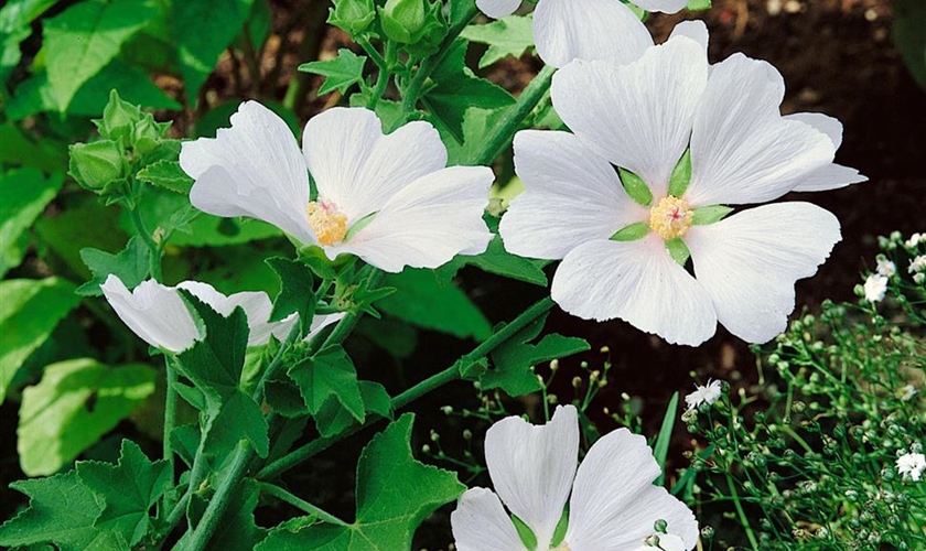 Garten-Busch-Malve 'White Angel' - Floragard Pflanzeninfothek