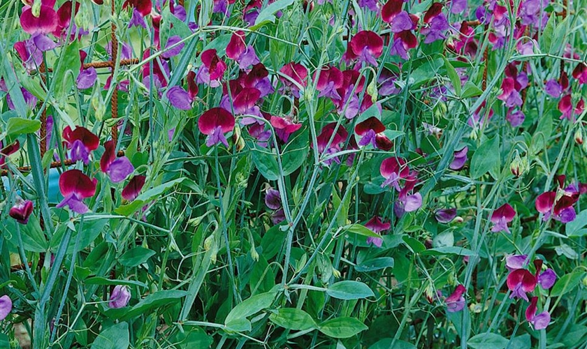 Semi Di Wicke Matucana - Lathyrus Grandiflora, Annuale, Thompson & Morgan 6422