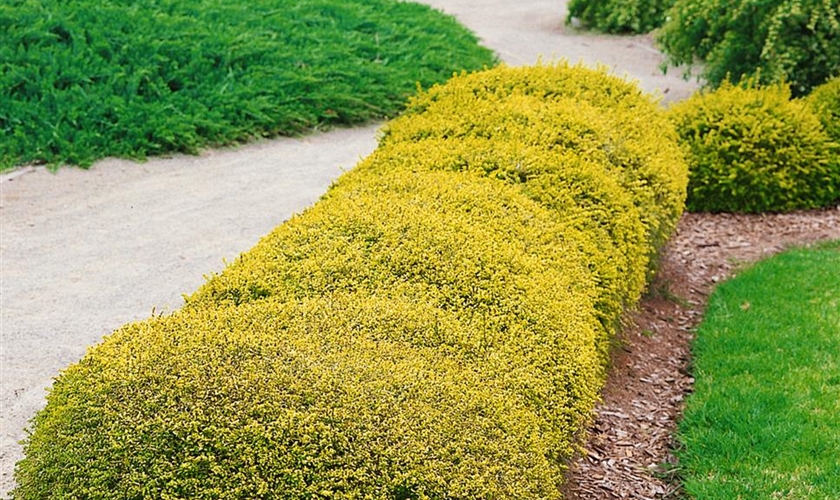 Immergrüne Heckenkirsche Floragard Pflanzeninfothek