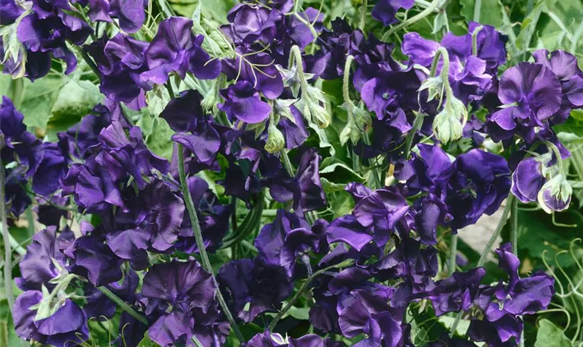 Lathyrus odoratus, Duftwicke - Stanze Gartencenter in Hannover Hemmingen Lathyrus odoratus, Duftwicke - Stanze Gartencenter in Hannover Hemmingen