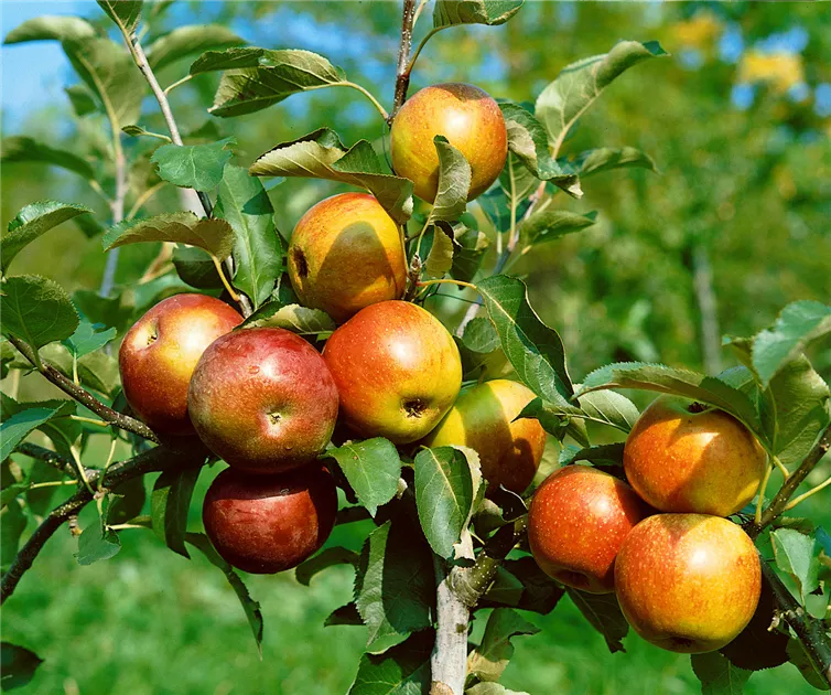 Winterapfel Martini Malus Martini 