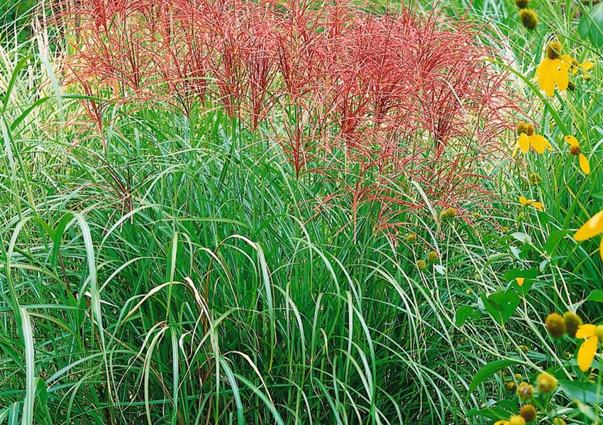 GartenChinaschilf 'Red Chief' Floragard Pflanzeninfothek