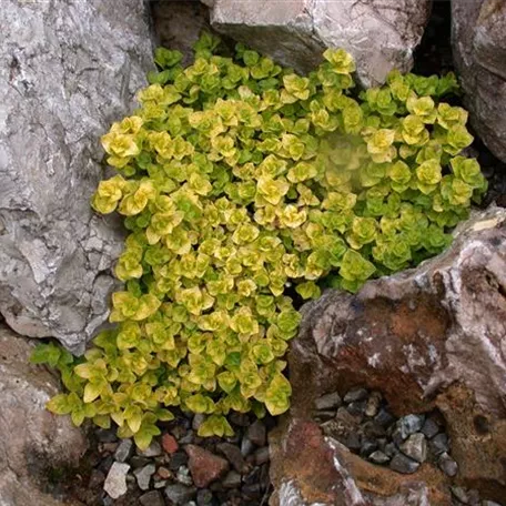 Origanum vulgare 'Aureum Crispum'